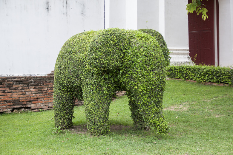 Elephant shaped tree