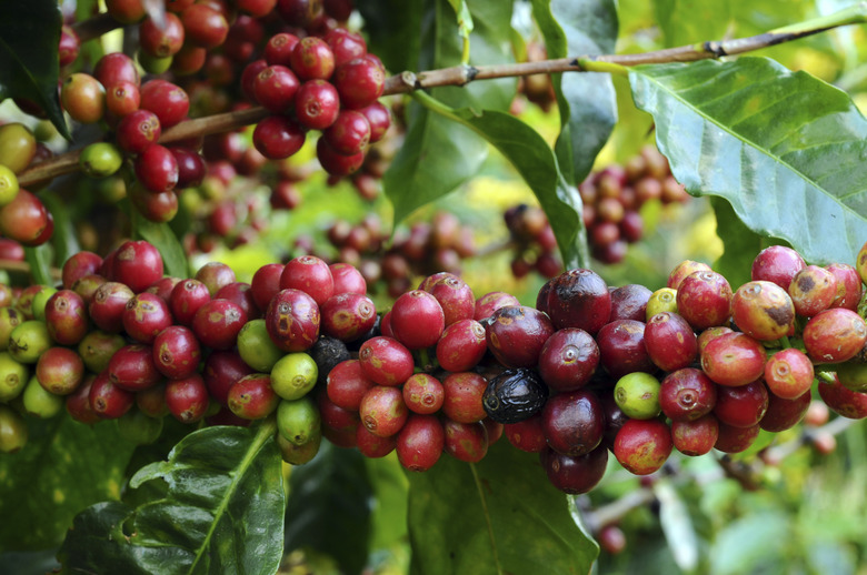 crop of coffee