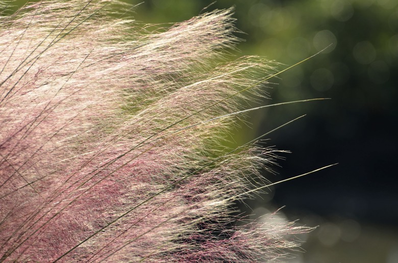 Pink Huhly Grass