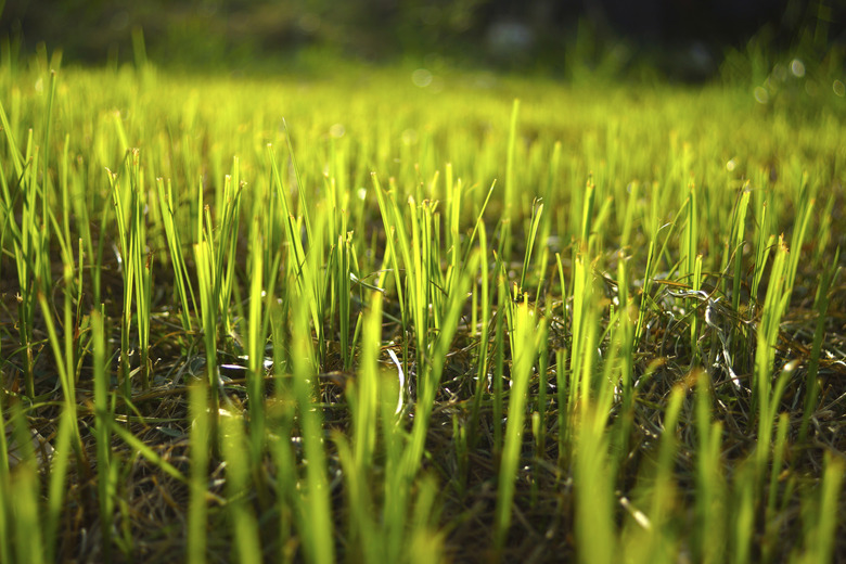 Grass regenerate in the garden.