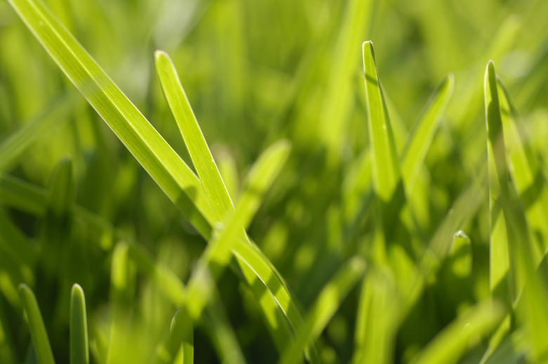 Blades of grass, close-up