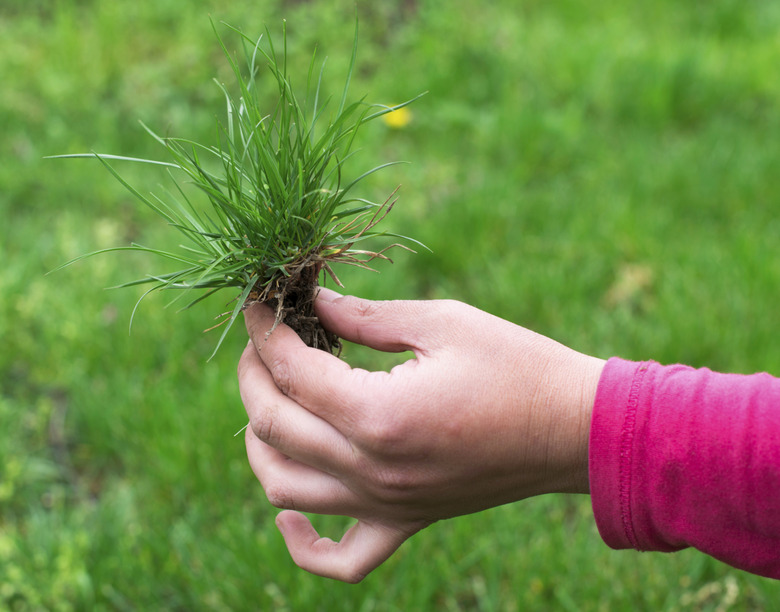 Turf grass and earth