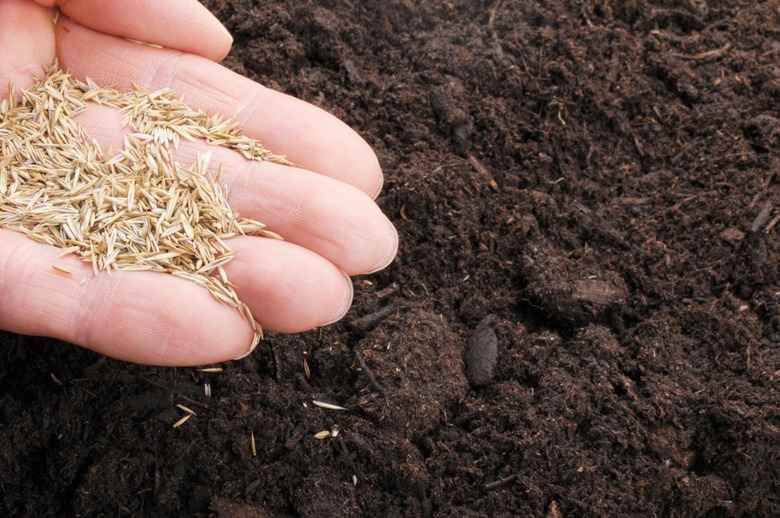 hand sowing seed