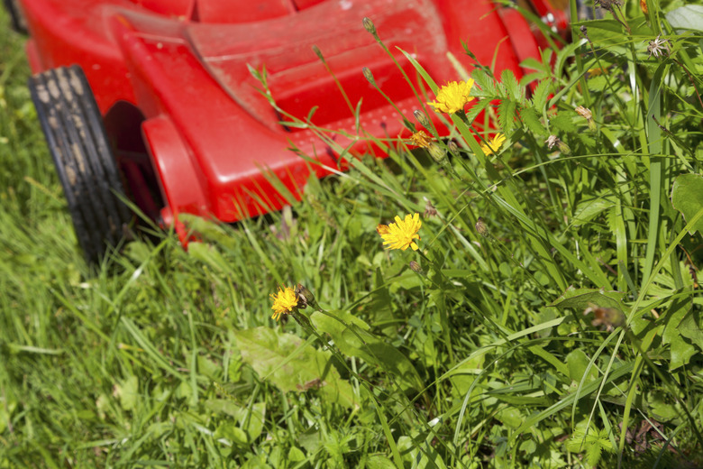 green grass and red lawn mower