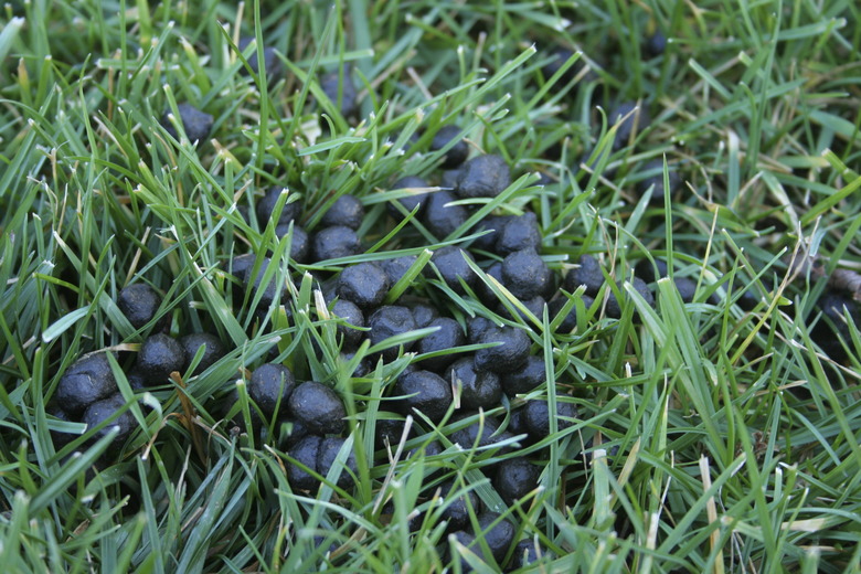 Deer Droppings in mowed suburban yard