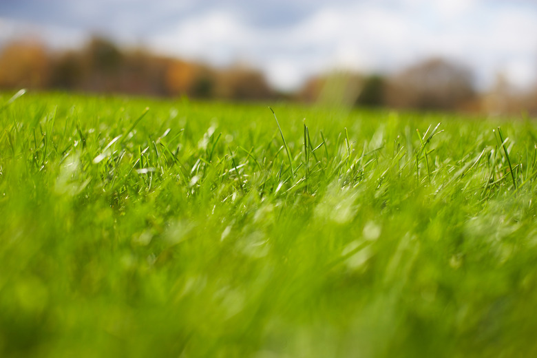 Close-up of grass