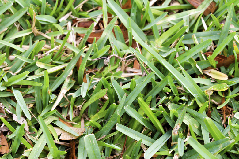 St. Augustine Grass