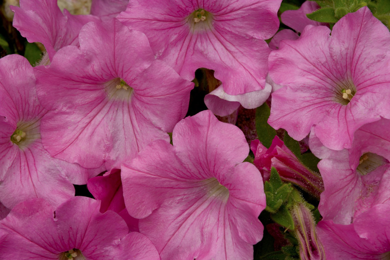 Close-up of petunias