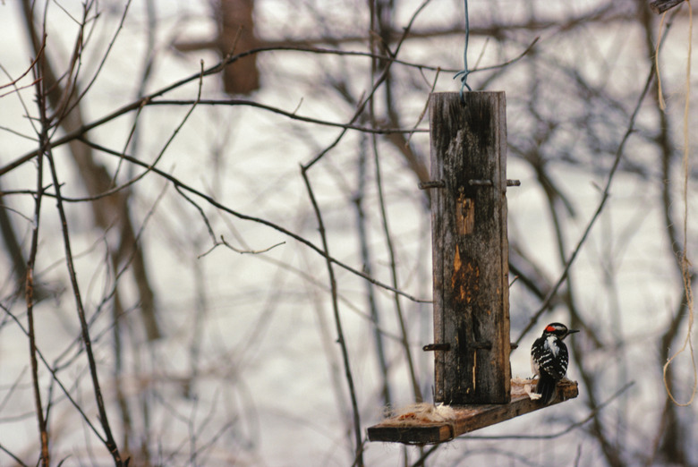 Bird at birdfeeder in winter