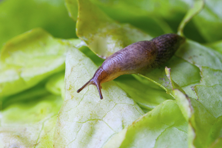 Salatblatt mit Schnecke