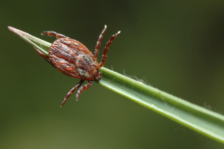 Tick - Dermacentor reticulatus