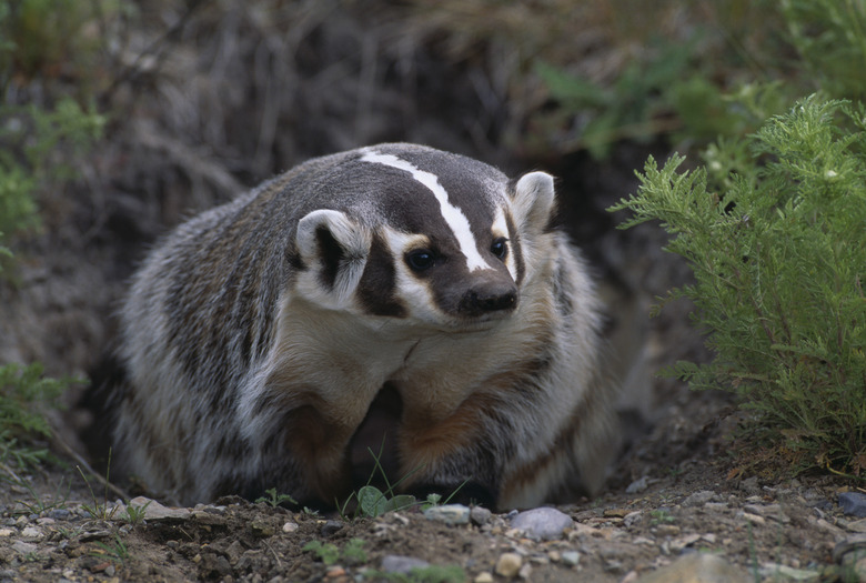 American Badger in Burrow