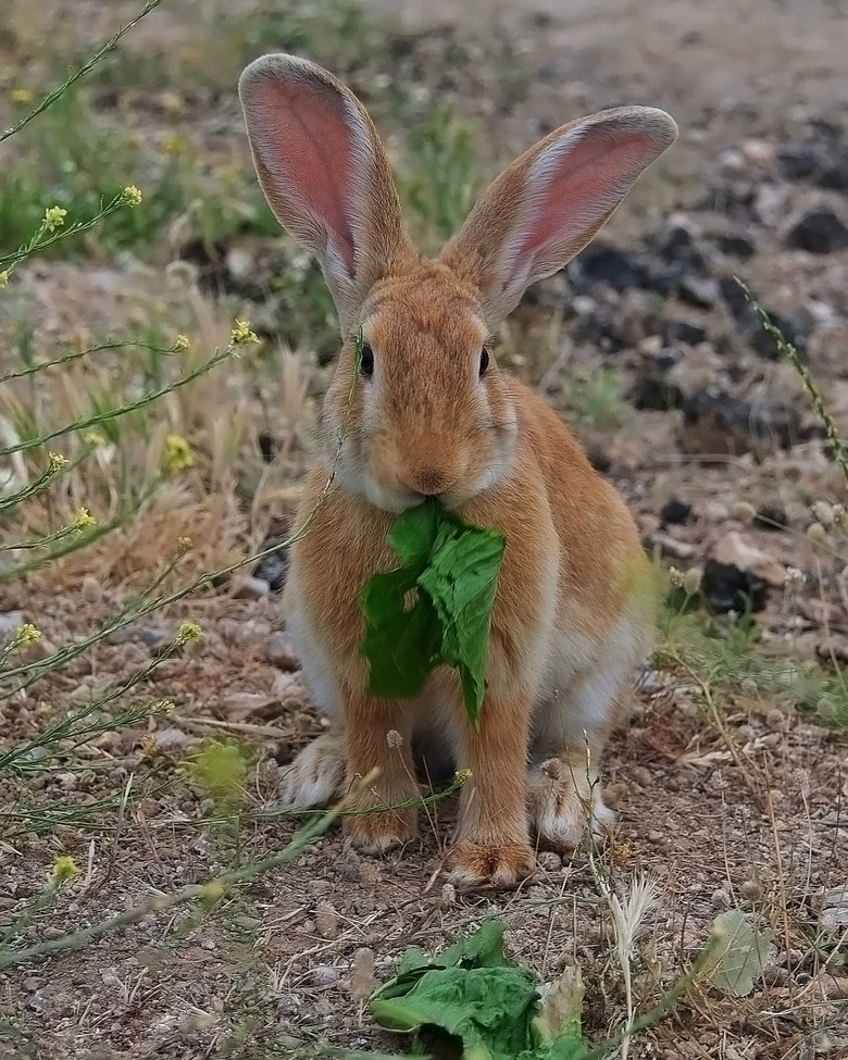 Rabbit's lunch