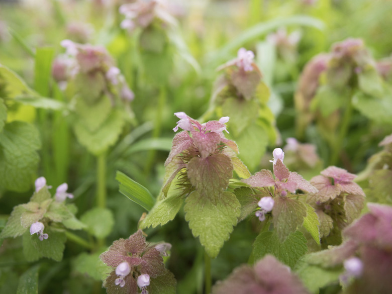 Lamium purpureum growing in colonies