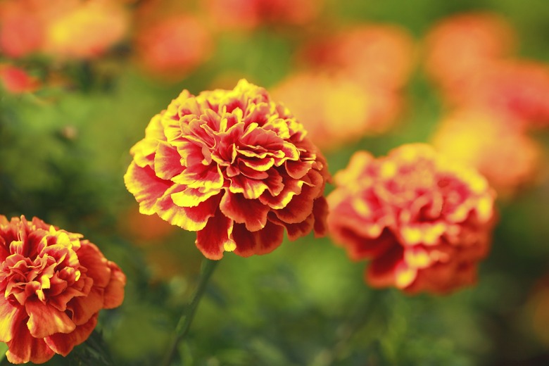 Marigolds, Saitama Prefecture, Japan