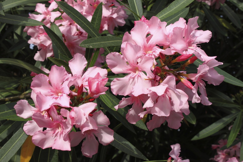 Pink Oleander flowers