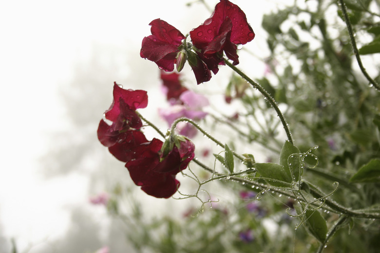 Sweet Peas with Dewdrops and Mist