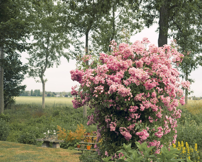 Pink rose shrub in full bloom