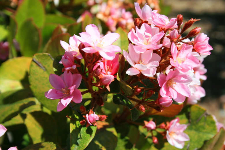 Indian Hawthorn Flower