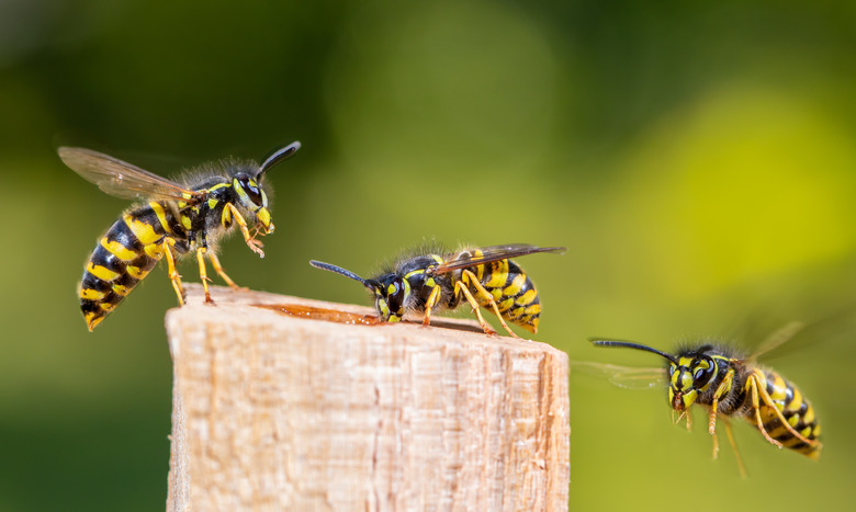 Several wasps hover around a food source.