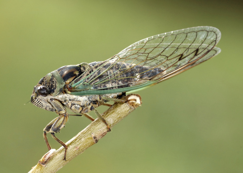 Cicada