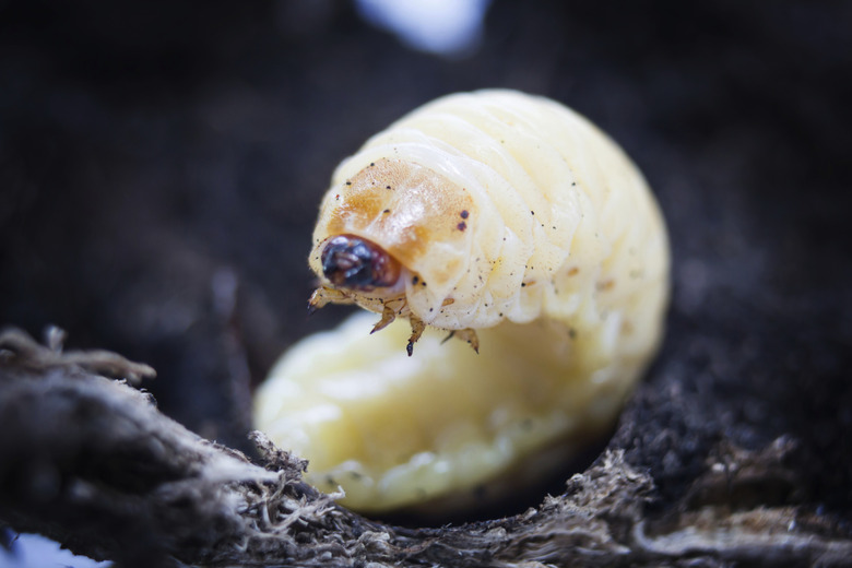 Macro shot with worm