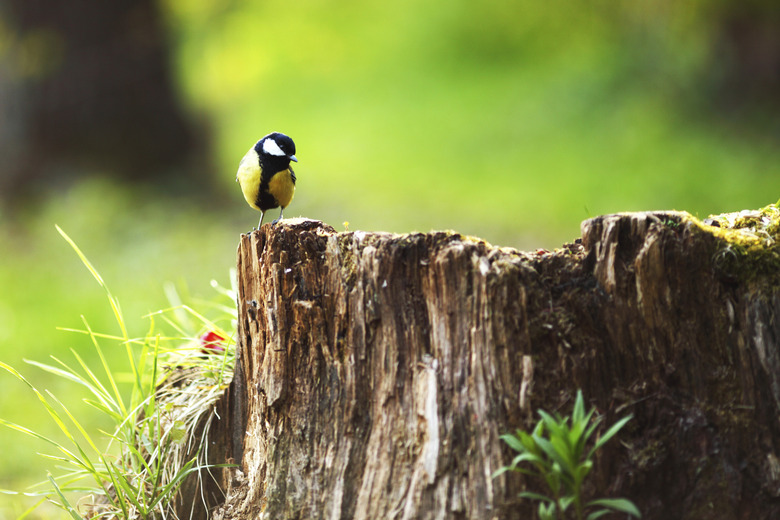 chickadee sitting on a stump