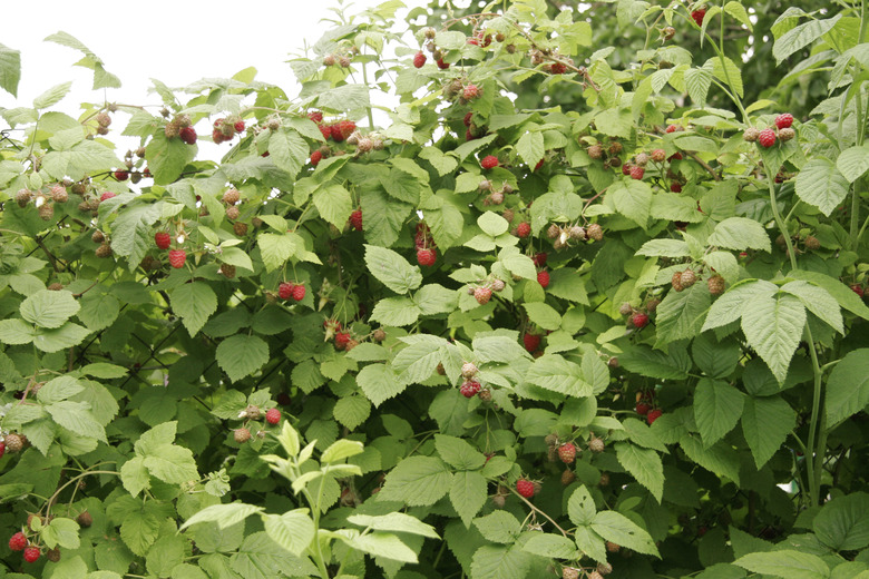 Bush of raspberries