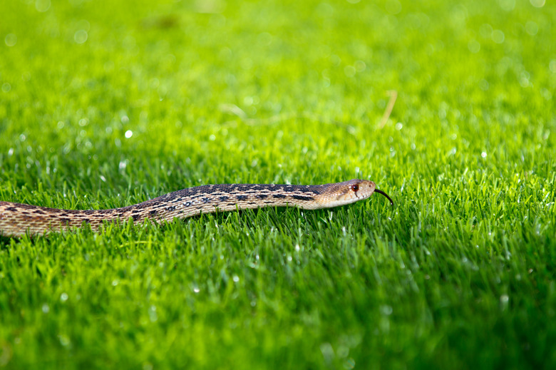 Snake in the Grass