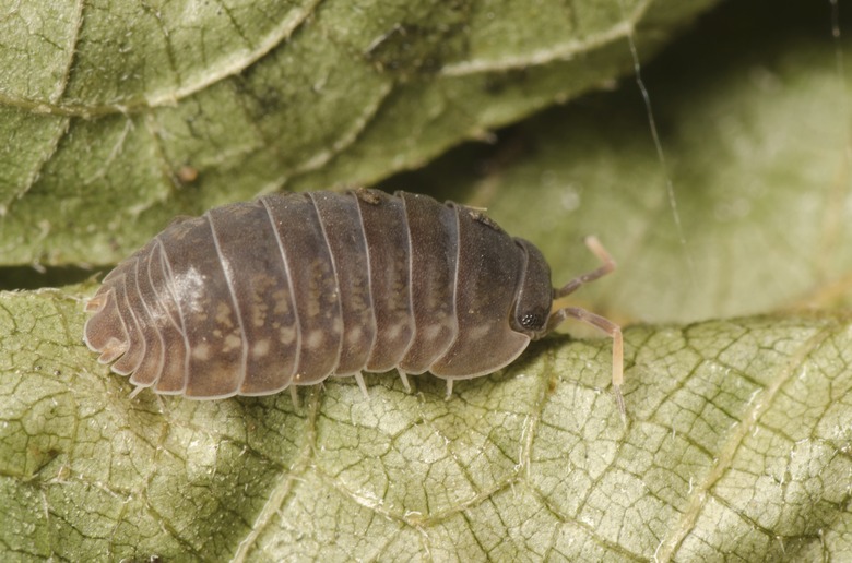 pill bug