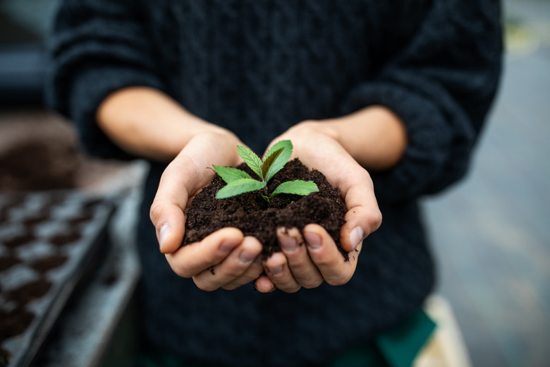 A gardener holding a seedling with soil.