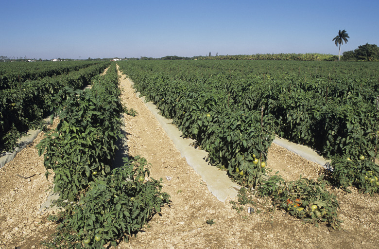 Tomato fields, Florida, USA