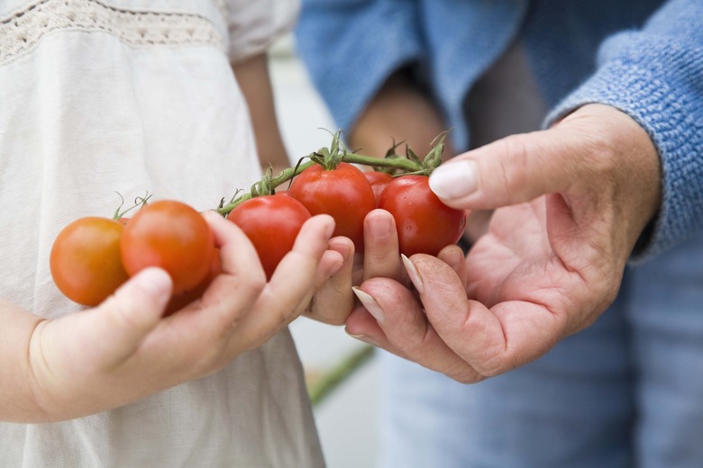 Hands holding tomatoes