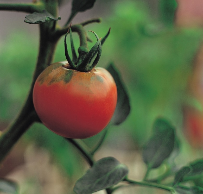 Tomato growing on vine