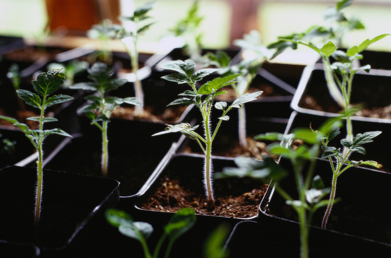 Tomato Seedlings