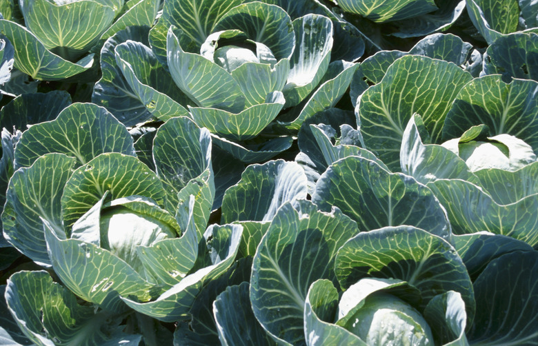 Cabbage plants