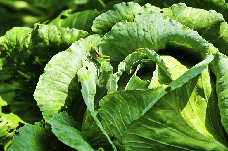 Collard green farm with Grasshopper.