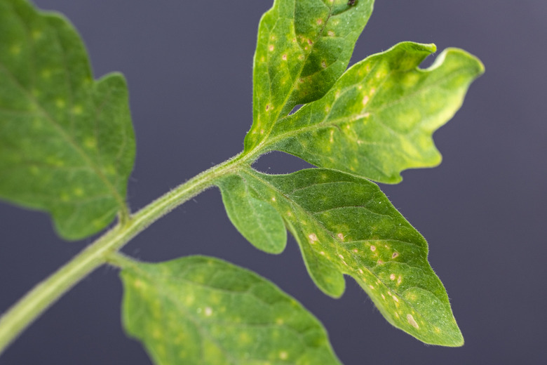 A close-up of yellow and white spots on tomato leaves.