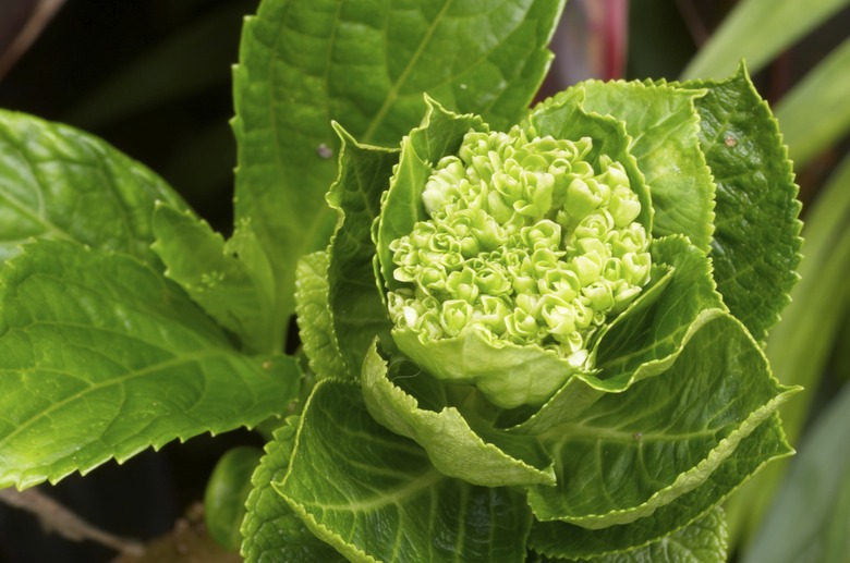 Cabbage close up in the garden