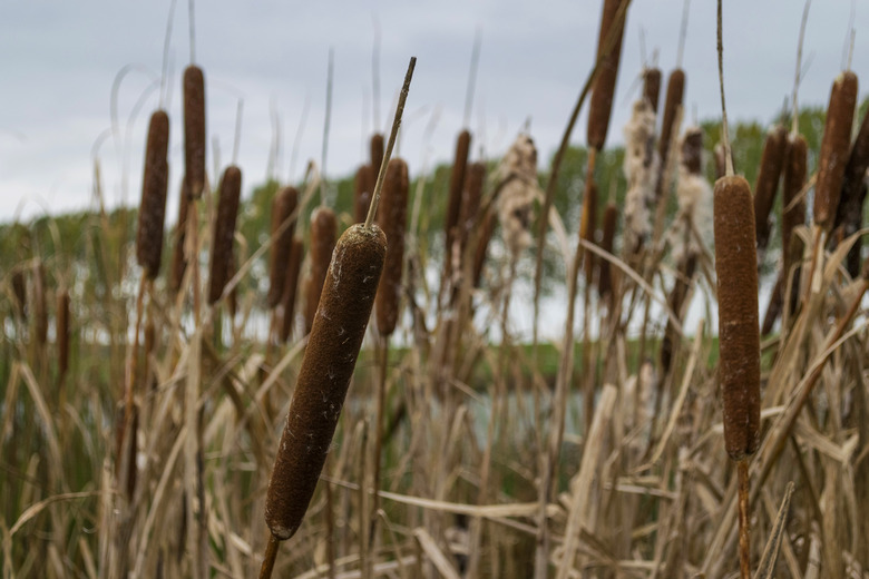 A close-up of some common cattails (Typha latifolia).