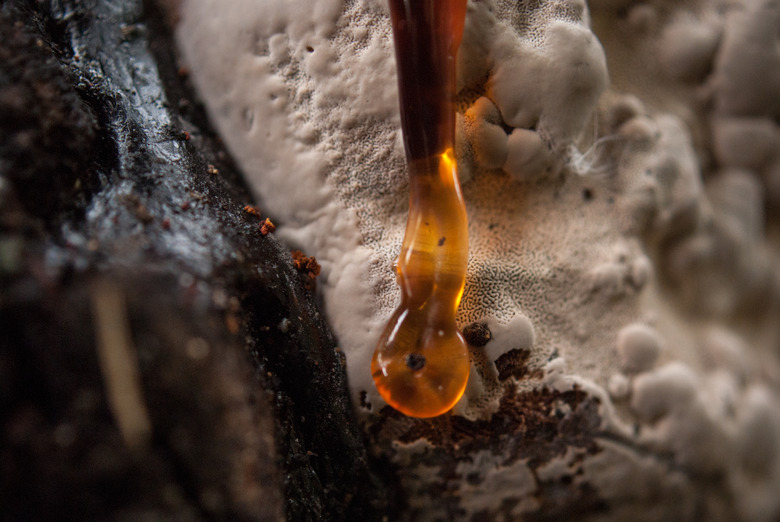 Tree sap dripping down a tree.