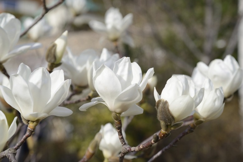 beautiful white magnolia flower with fresh odor