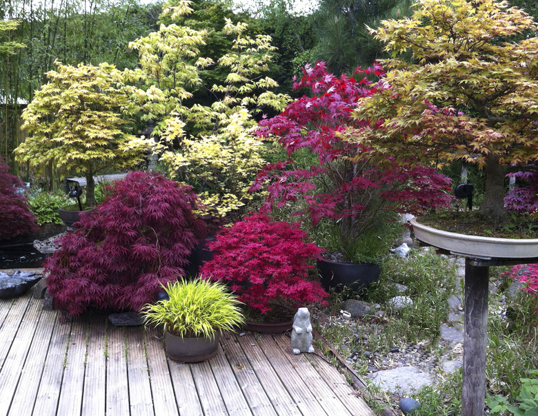 Image of maples in a domestic garden