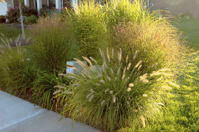 Hiding Underground Power Line Boxes with Giant Ornamental Grasse