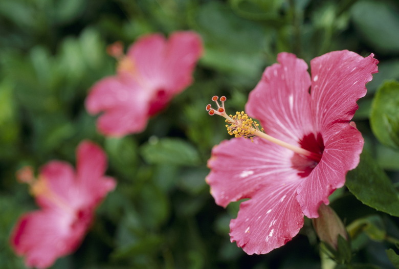 Pink Hibiscus