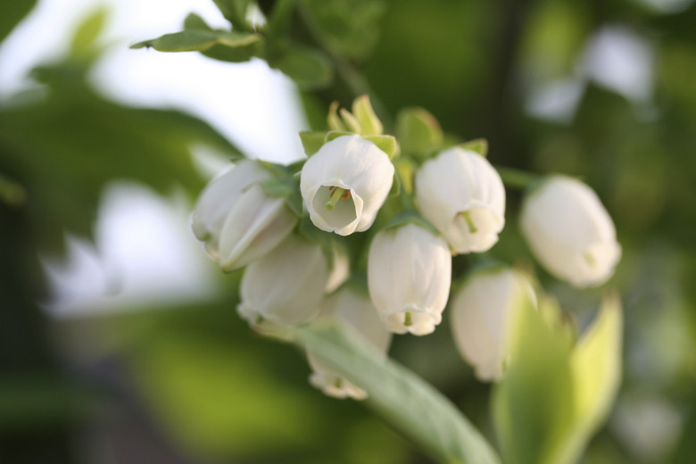 Blueberry flowers