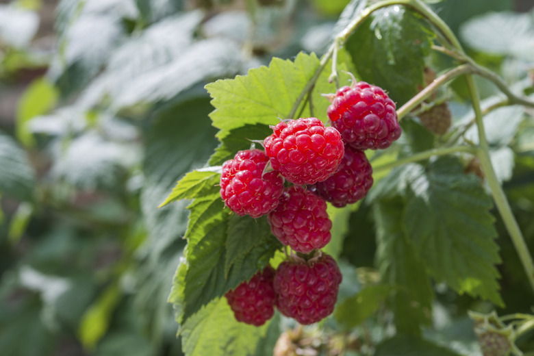 raspberries growing