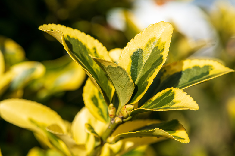 A close-up of some golden euonymus (Euonymus japonicus ‘Aureomarginatus') leaves.