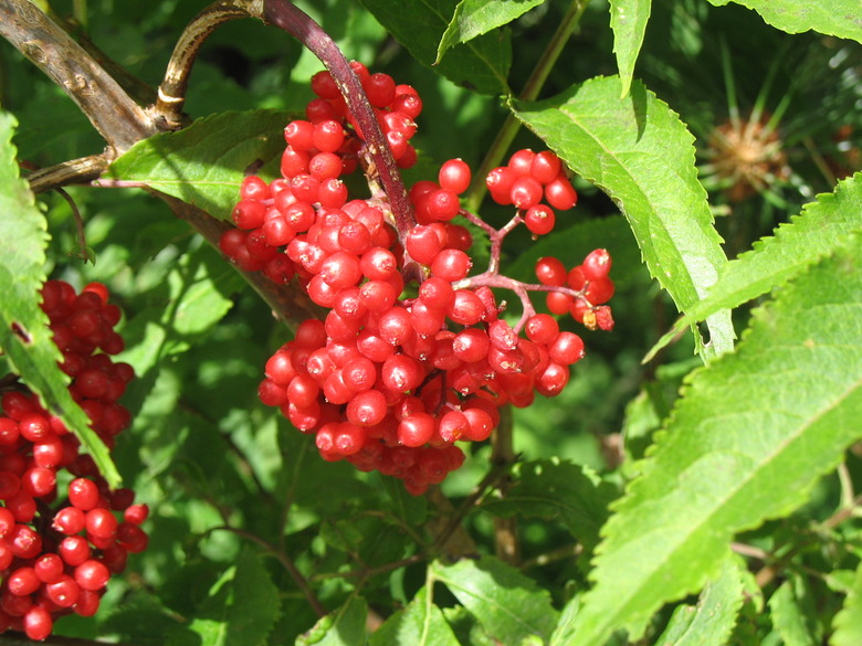 A close-up of some fruits from a red elderberry (Sambucus racemosa) plant.