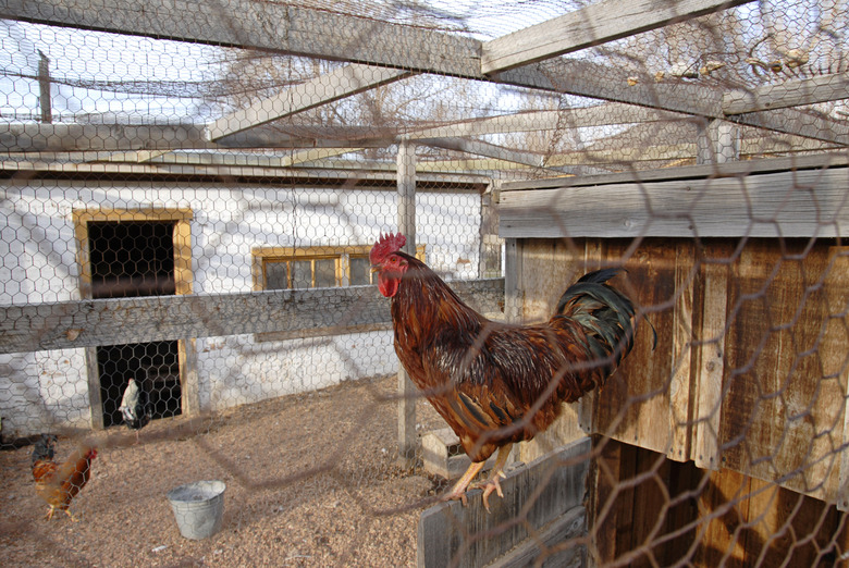 Chicken Coop